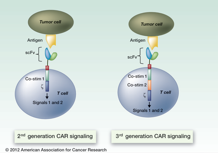 CAR TCell Therapy Engineering Patients’ Immune Cells to